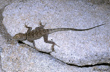 Banded Rock Lizard